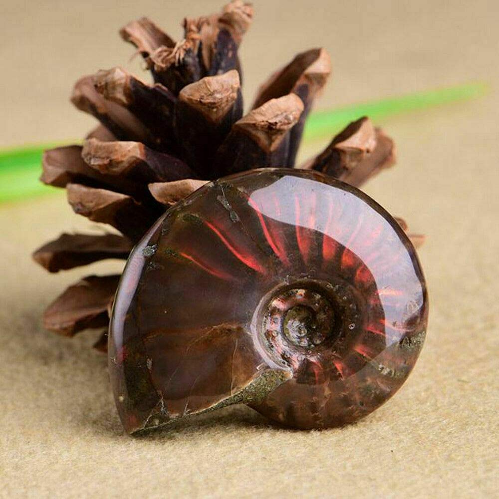 Ammonite, Facet Specimen, Fossil Madagascar, ammonite, ammonite fossil, ammolite stone, ammonite fossil for sale, ammonites for sale, amber fossil, ammonite fossil price, large ammonite fossil, ammonite stone, opalized ammonite, large ammonite fossil for sale, polished ammonite fossil, large ammonite, pyritized ammonite,